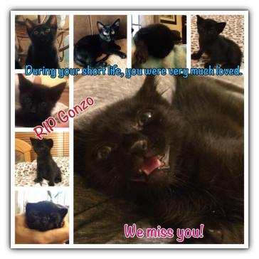 11053729_934813096571516_8812325643971091075_n